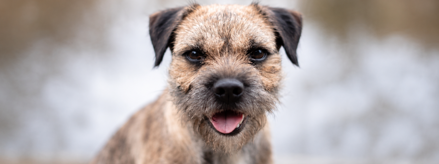 Header Border Terrier